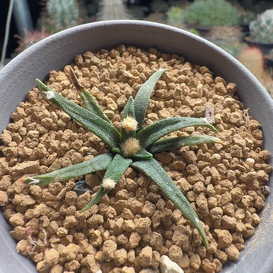 龙舌兰牡丹带盆发货