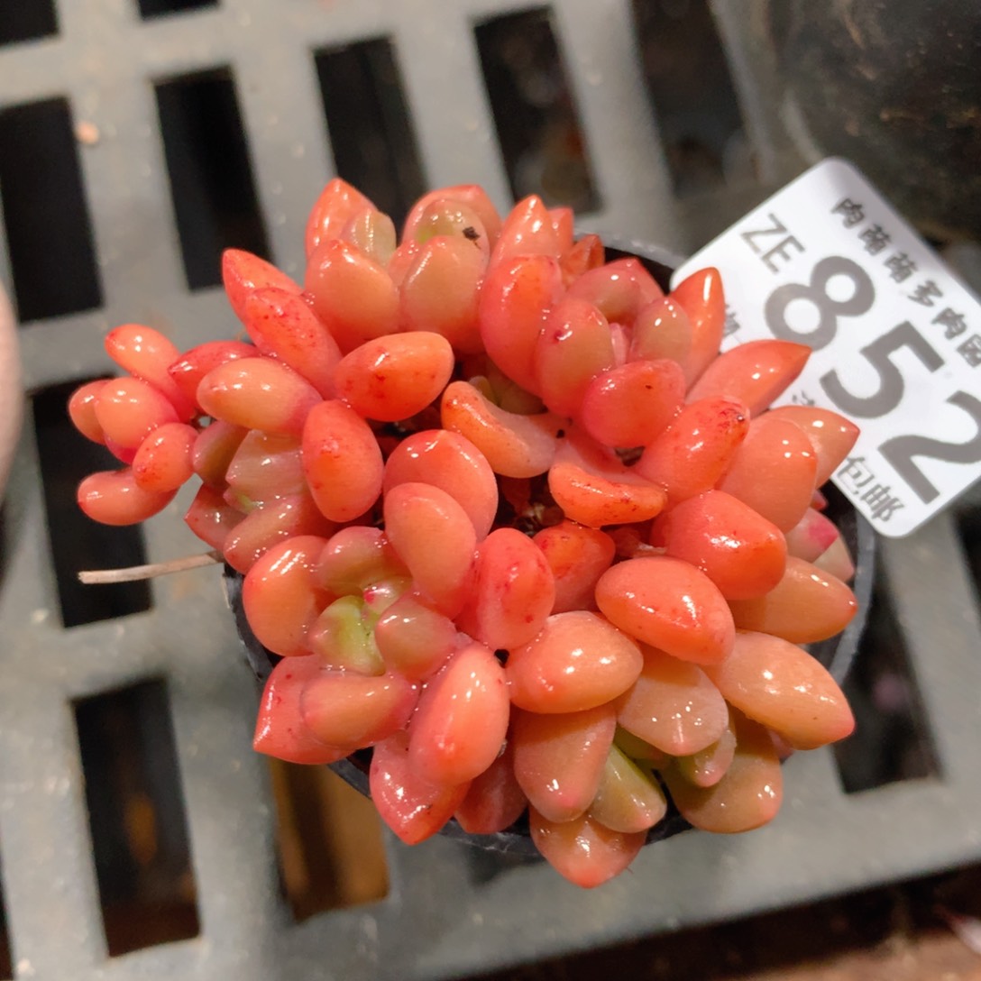 5CM拇指盆精控多肉ZE852