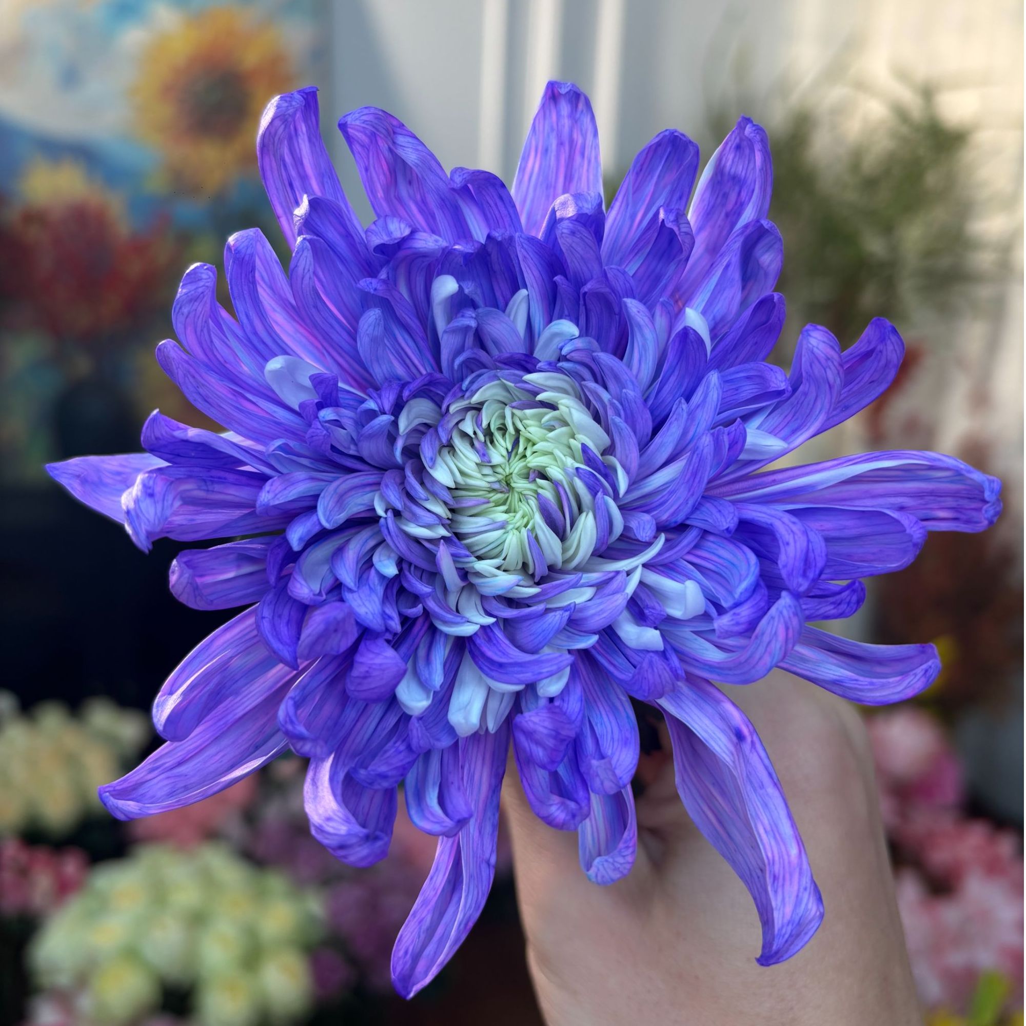 【黄梦宇】国华紫韵 全场鲜花任意满两单及以上送货上门