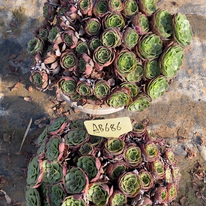 686号2棵万圣节111111111