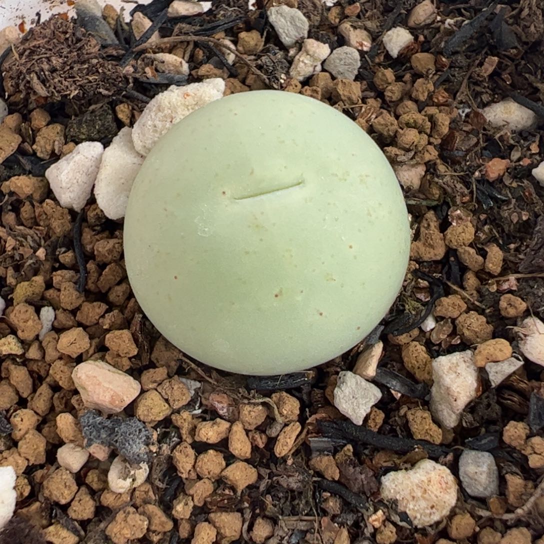 452多肉植物百科