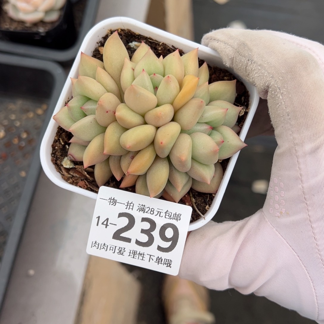 黄金象牙多肉多肉多肉多肉多肉