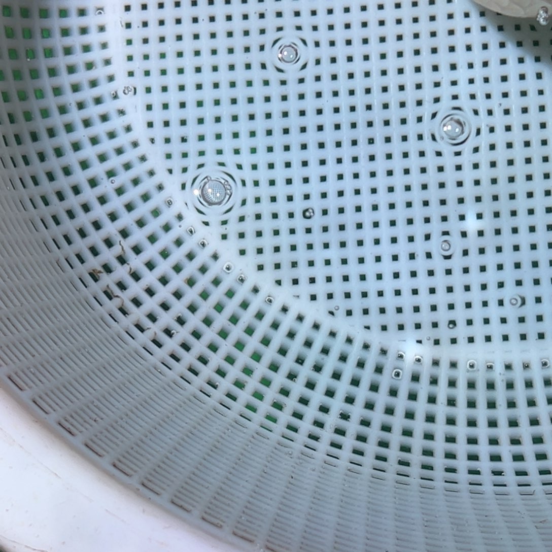 亿***金鱼潘氏金鱼兰寿金鱼