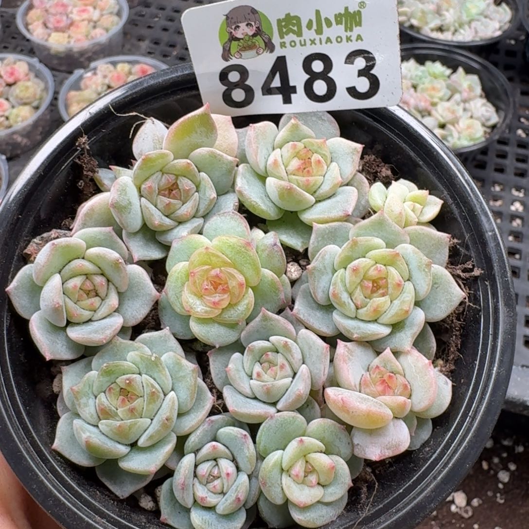 多肉植物多肉植物
