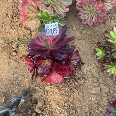 169美杜莎不包断枝