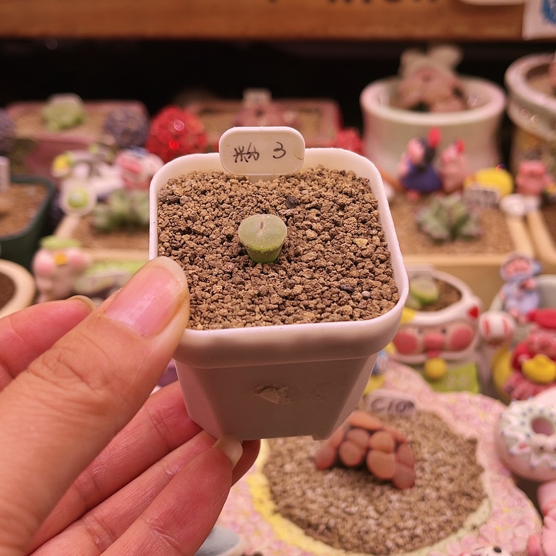 三年纽扣窗粉红女郎