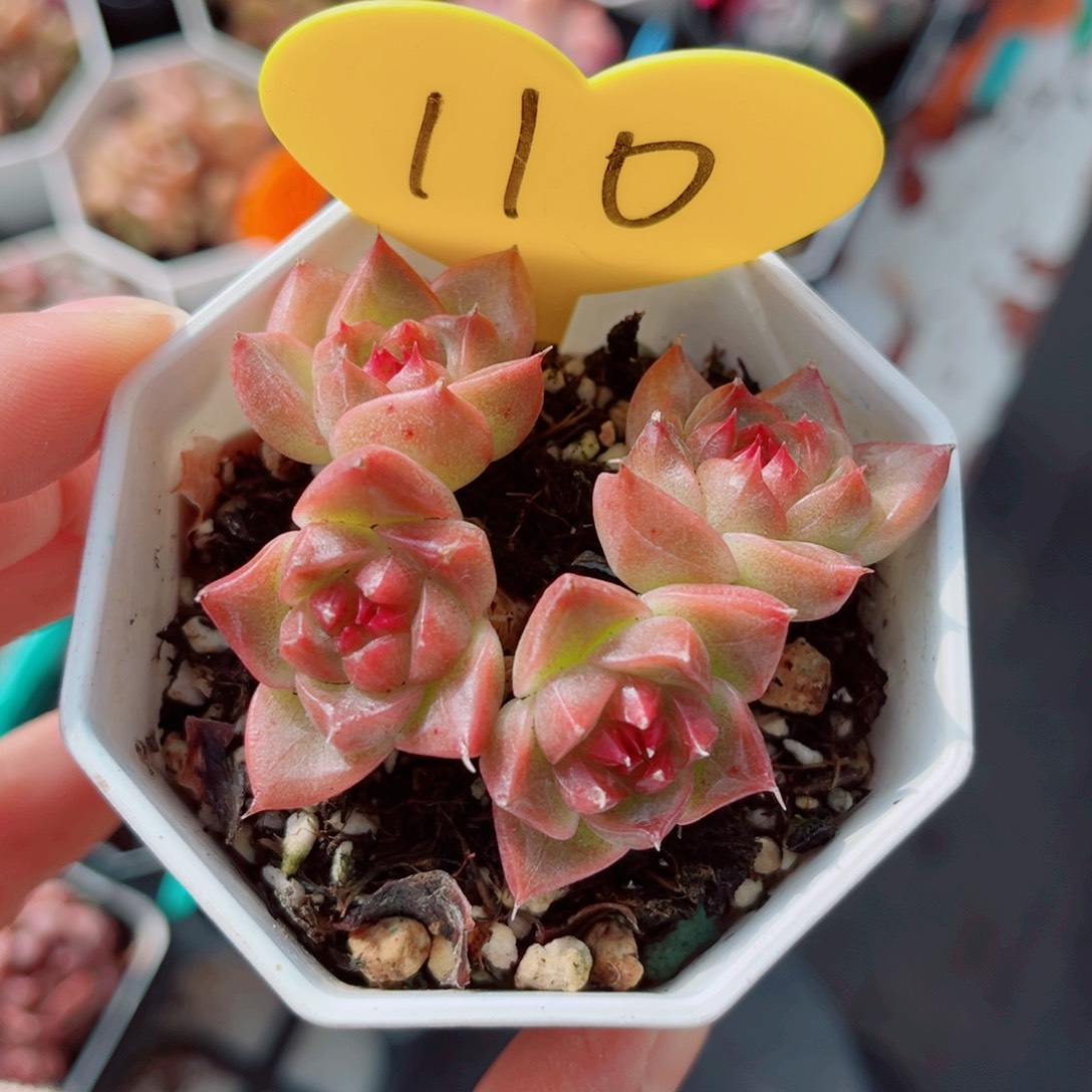 110号小老桩珍妮群