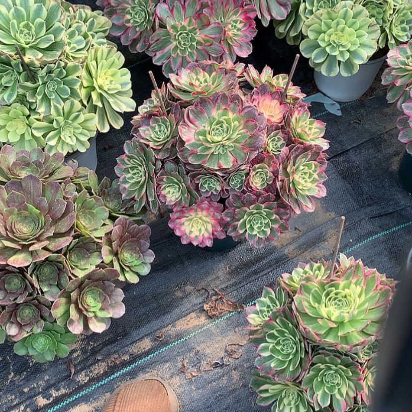 【闪购商品】38海王多肉