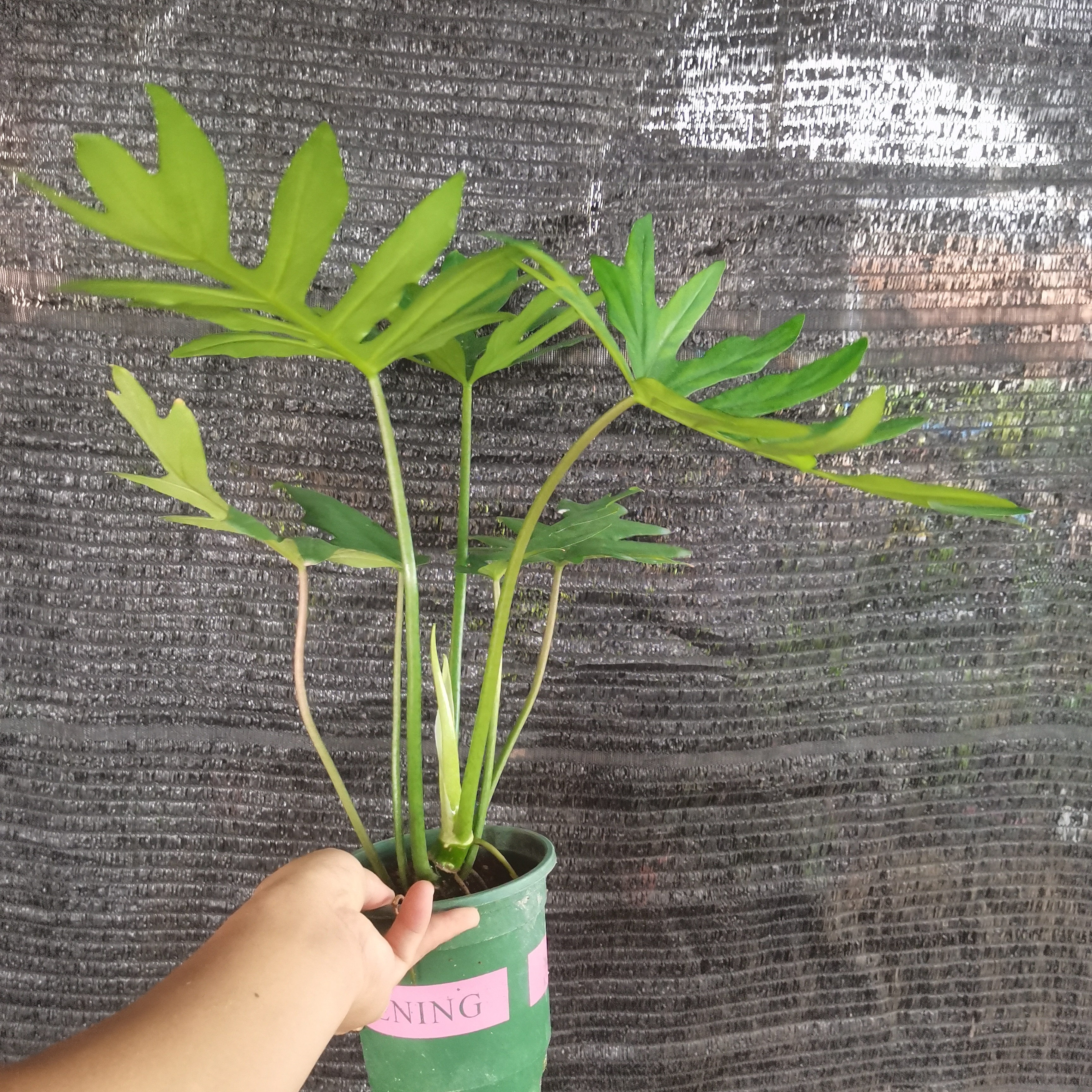 羽裂蔓绿绒锯齿状叶子好养易活室内观叶植物ins