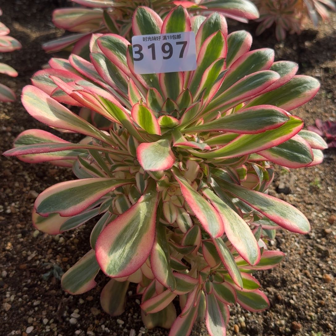 3197初恋多肉植物