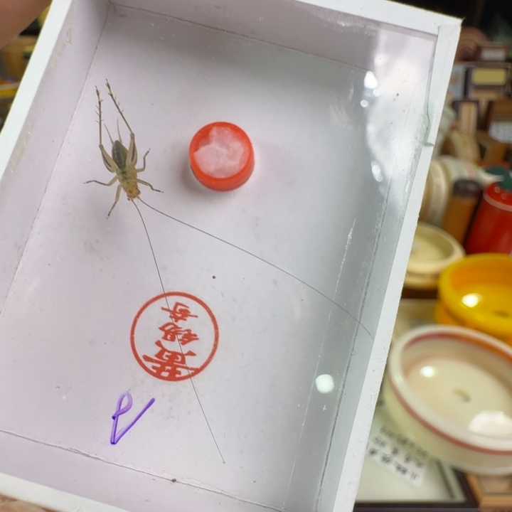 请***称漂亮A一只合适好看