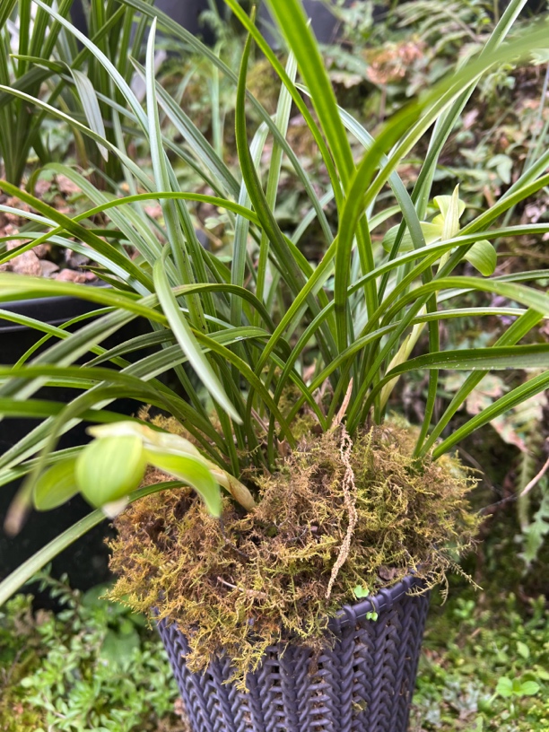 春兰小兰兰花草兰花基地