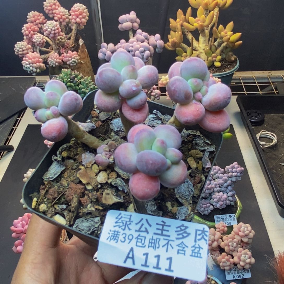 111苹果奶一代多肉5c m