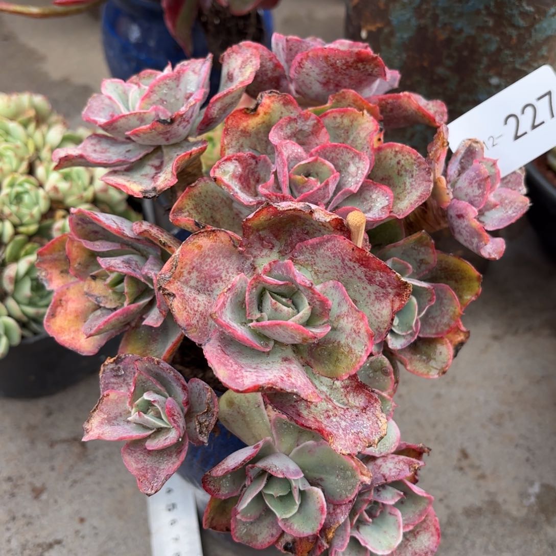 同温层多肉花之鹤227