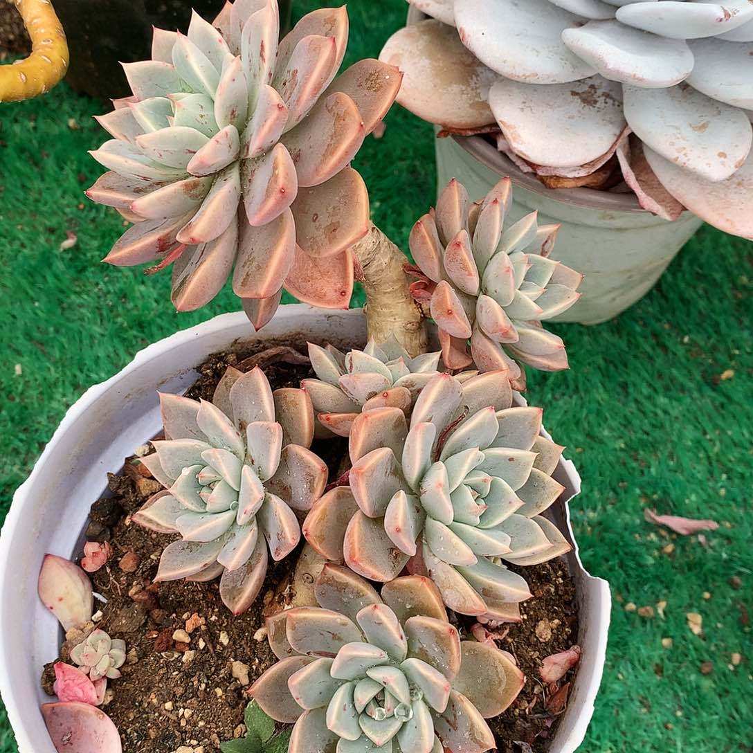 红粉佳人一物一拍3-12