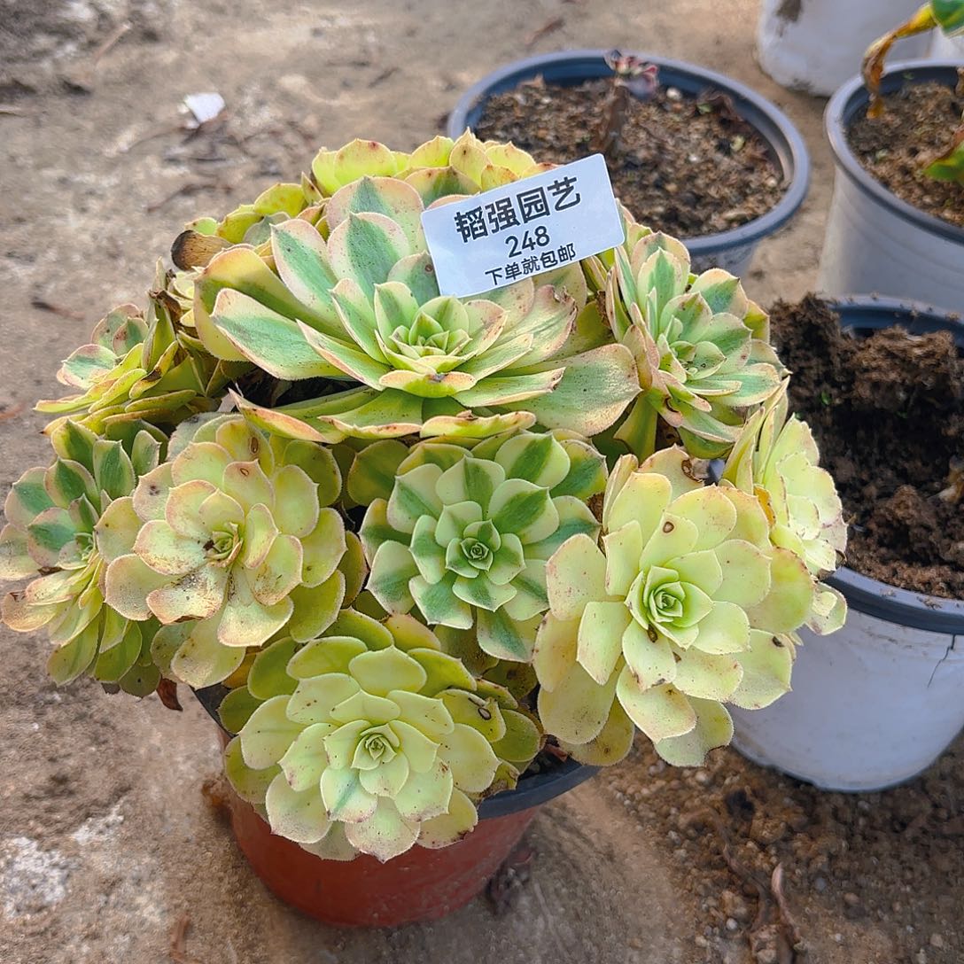 雨荷多肉植物手捧248