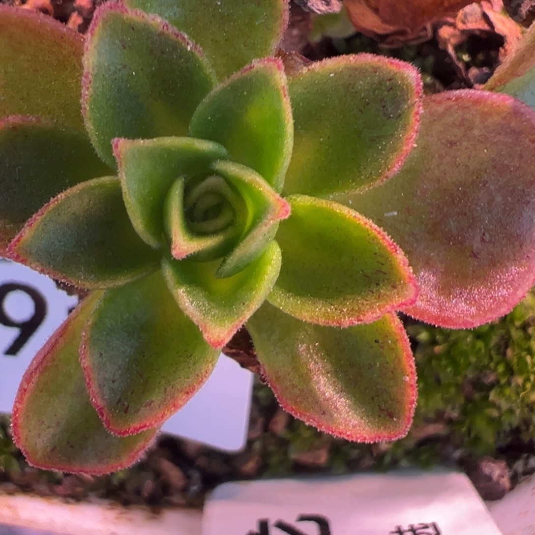 不****陈陈917/916/915打包。觅龙侧芽