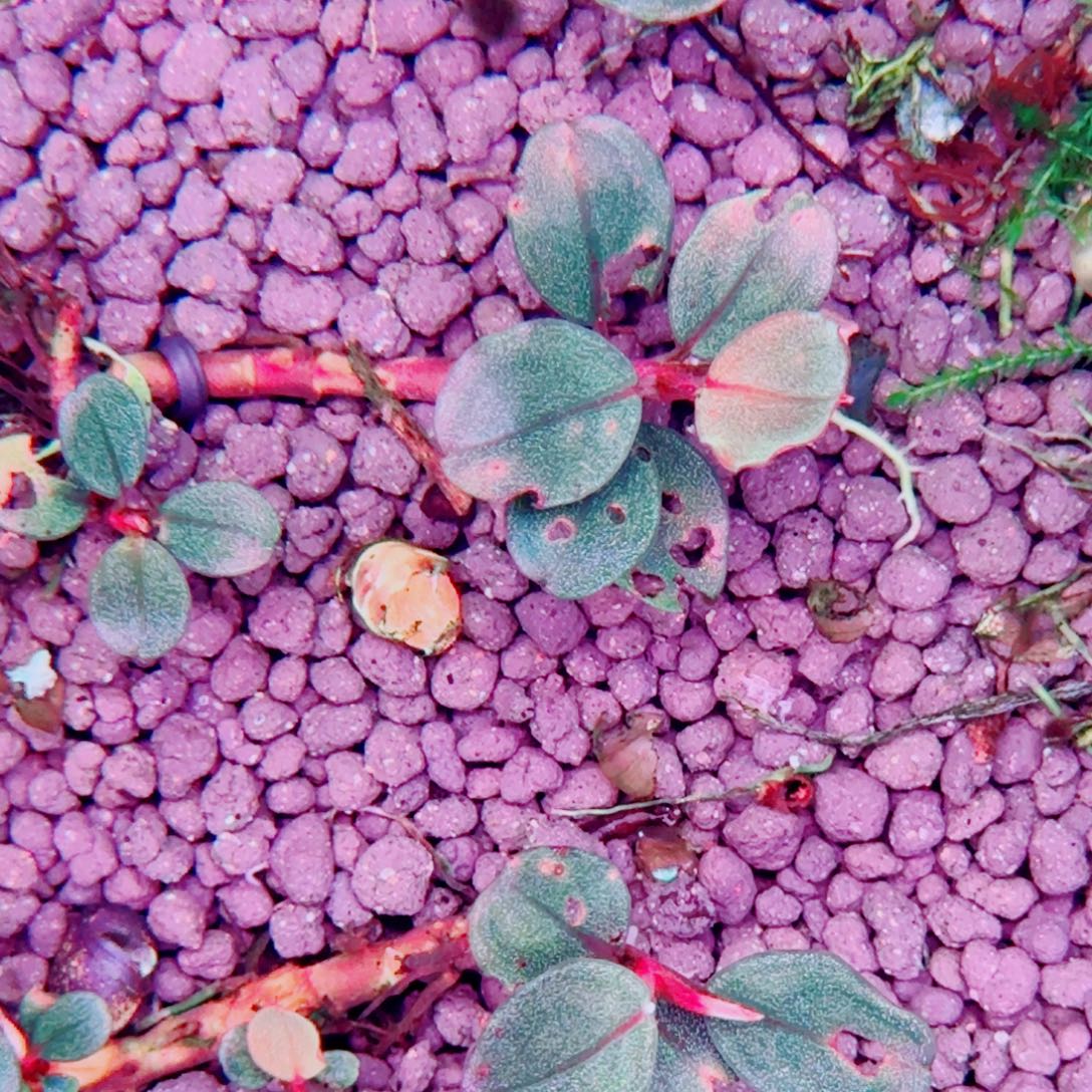 无花朵福利红脉麒麟一头