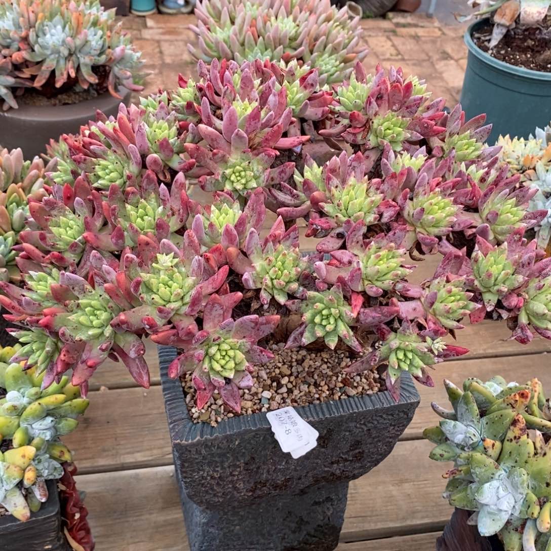 8号韩版法瑞莫沙大群