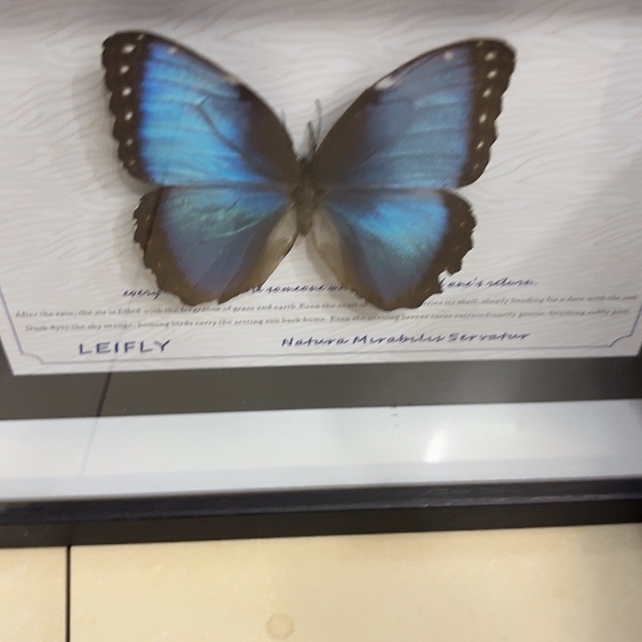 r***e蝴蝶标本定制387@