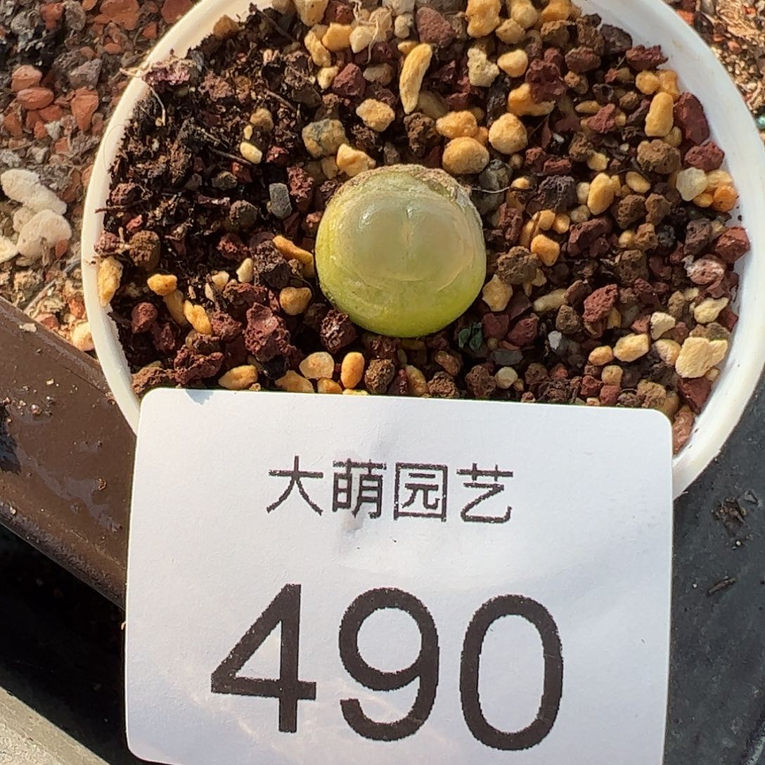 一物一拍脱土发。  490