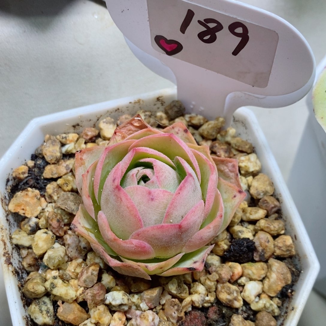 毛帕 个头不大。  189。