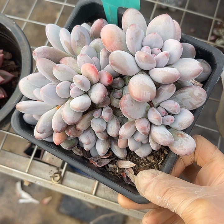 两单包邮，一物一拍，587香水