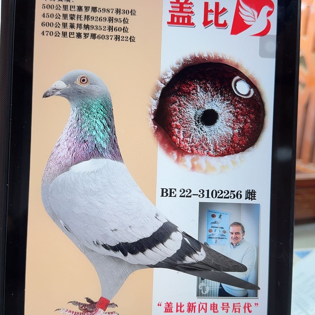 刘*22年盖比血统种鸽