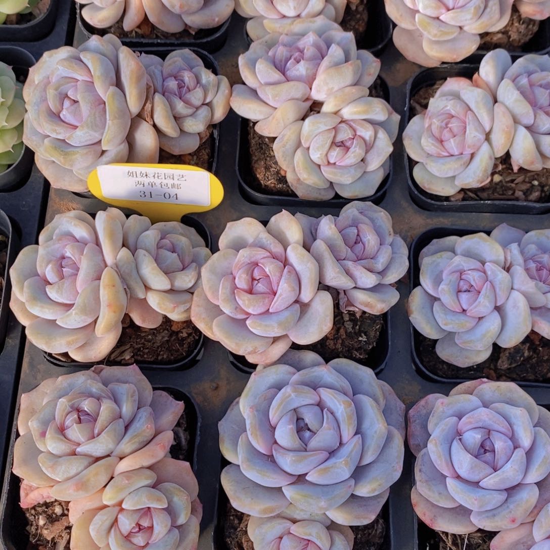 31-04-M芋圆啵啵双头一个