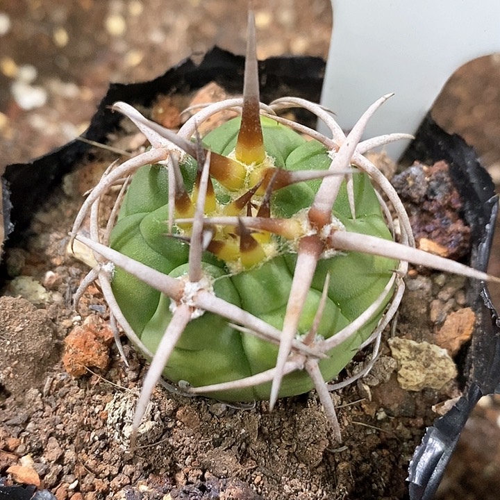 孤品实生顶级爆种五十铃碧岩玉93号