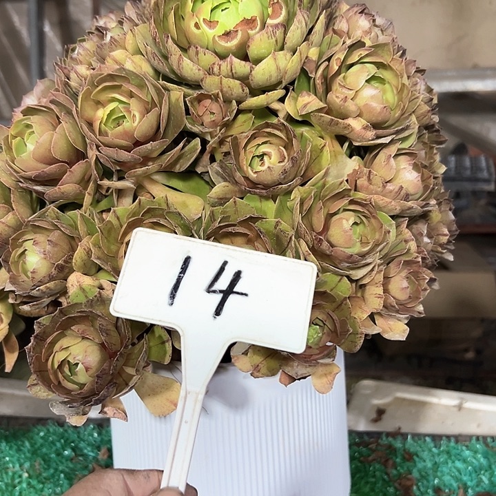 多肉植物万圣节法师