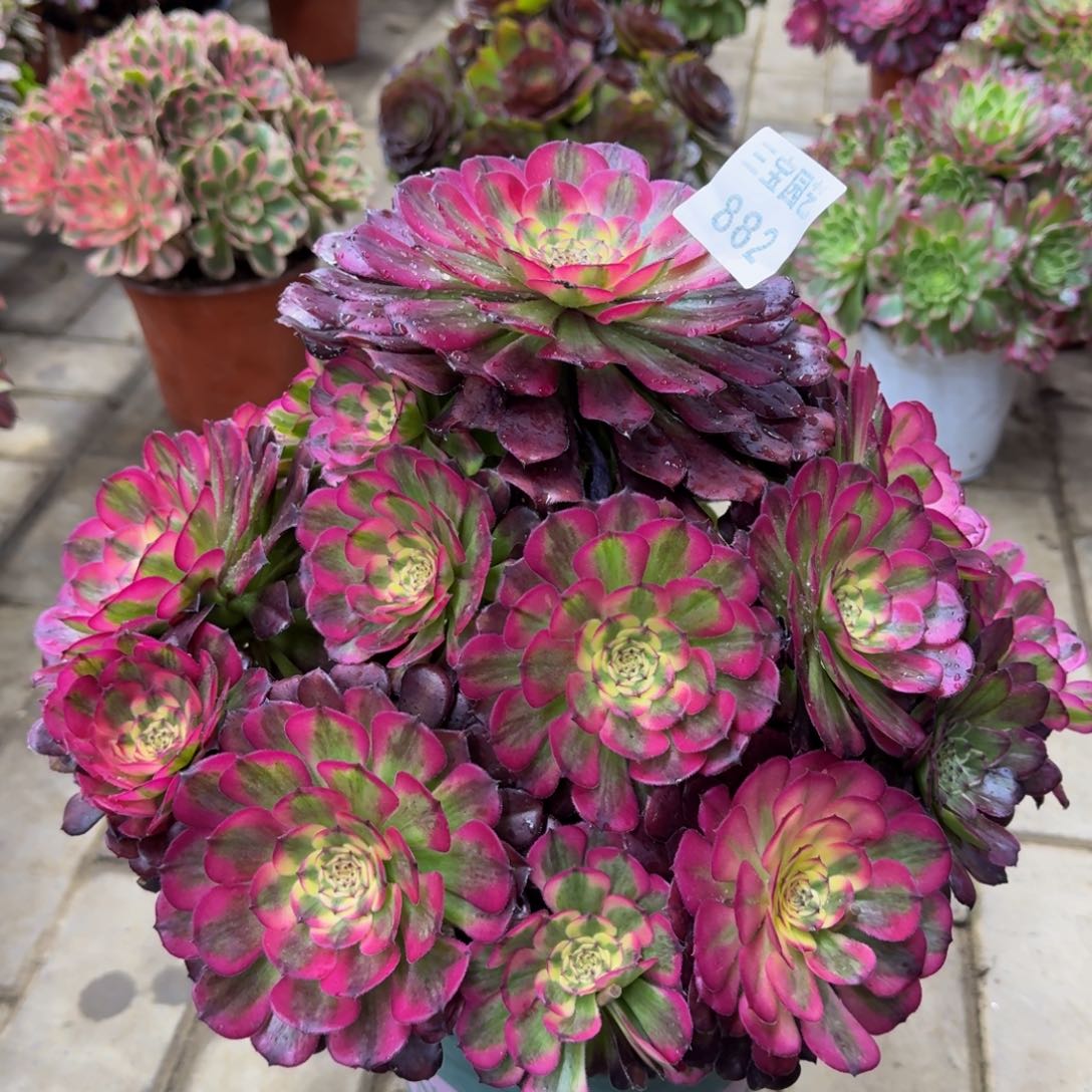 洱****式多肉植物882舞天姬