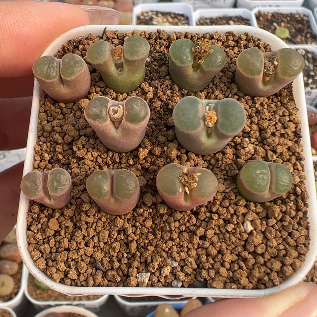 016克里普兰裸根发货