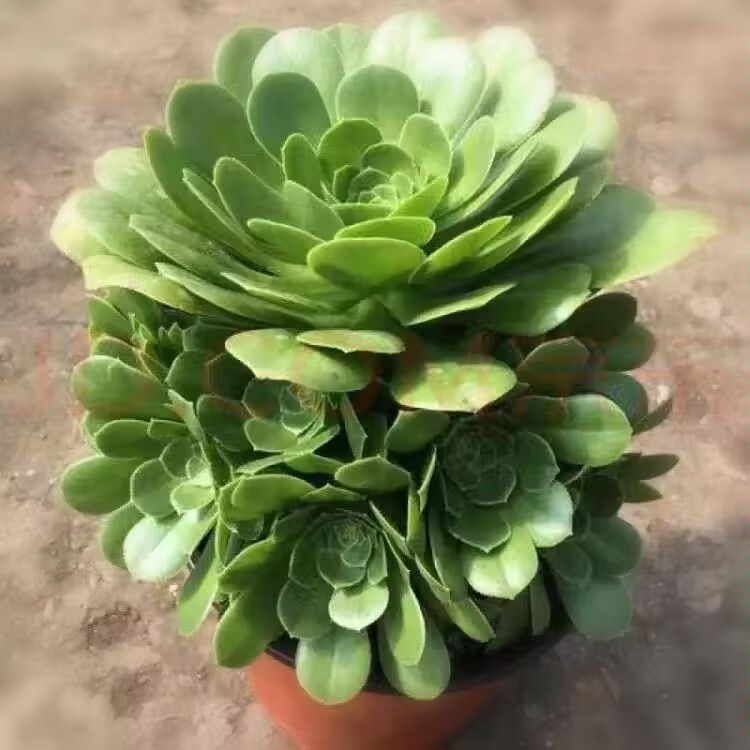绿羊绒法师多肉植物老桩大颗多头好养室内绿植