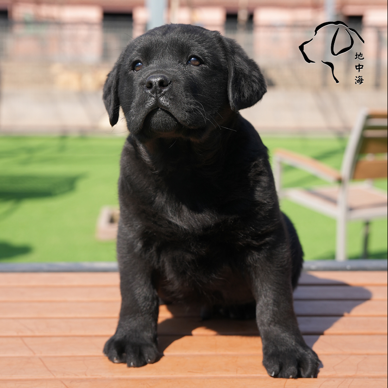 地中海犬舍拉布拉多幼犬纯种双血统有芯片火神之子狗狗活体