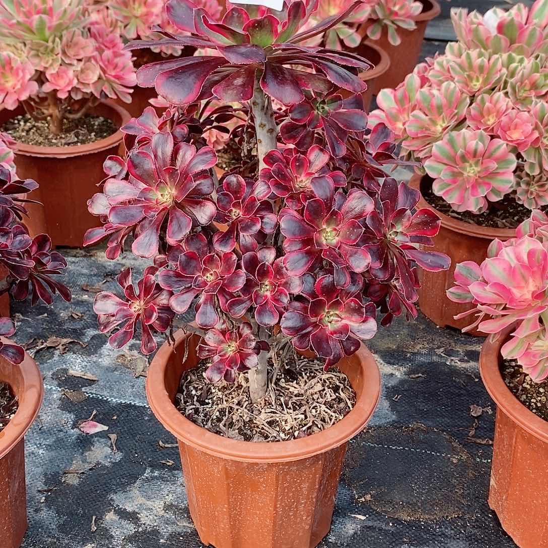 心***)丽娜490多肉11111