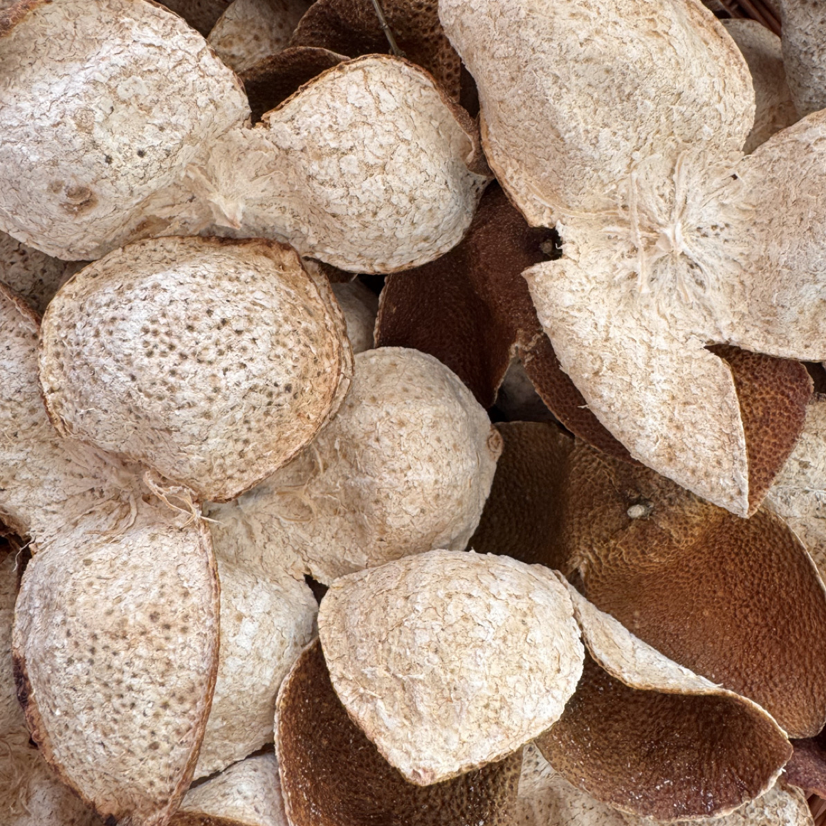 2023年浦北老树大红皮（陈皮）口味香甜，值得收藏