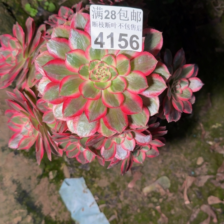 4156云和不包断枝