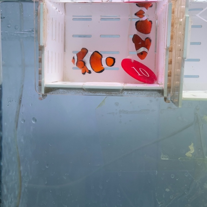 海水鱼精品黑边2天'条4.5左右