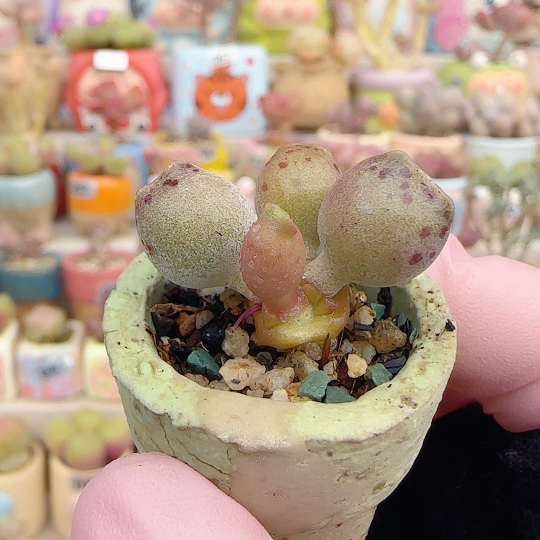 可爱两只猫耳 盆口2.5cm