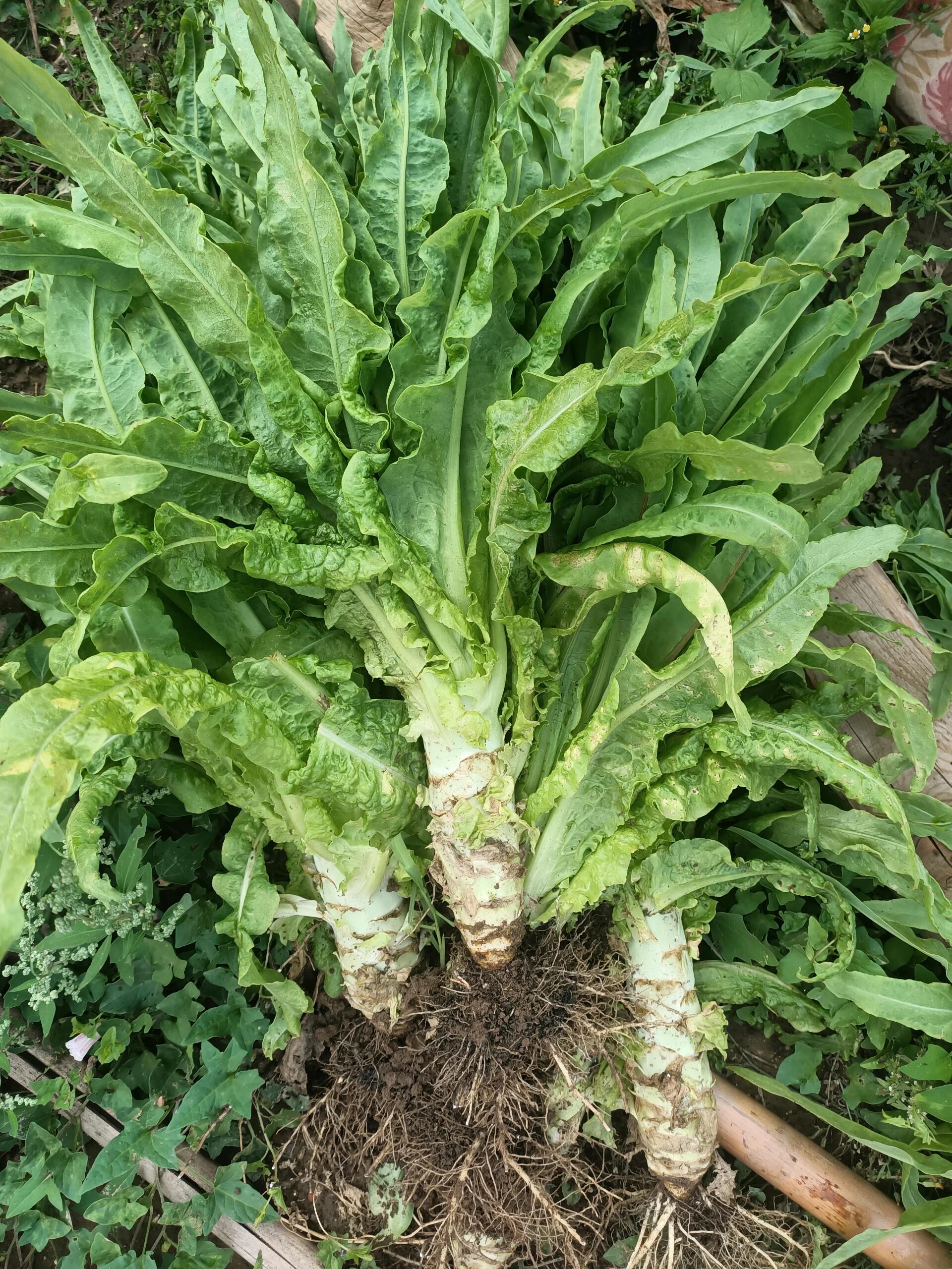 湖北露天农家新鲜莴笋现摘现发当季时令蔬菜