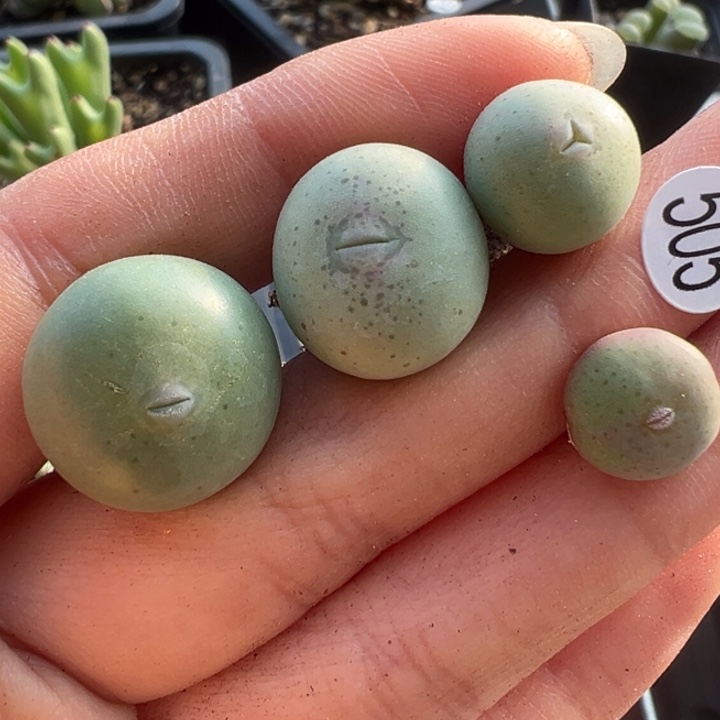 和***红505号整手111111111