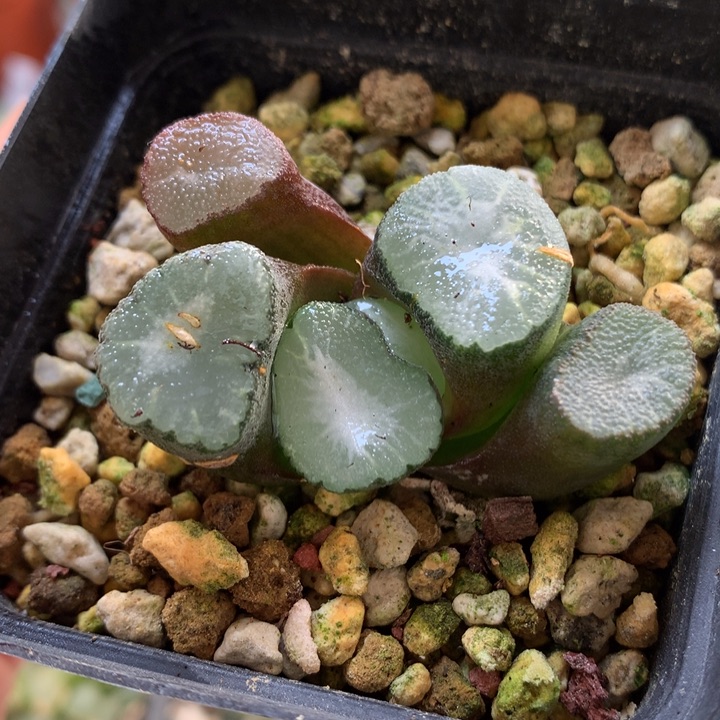 Ms耀万象带盆土发货