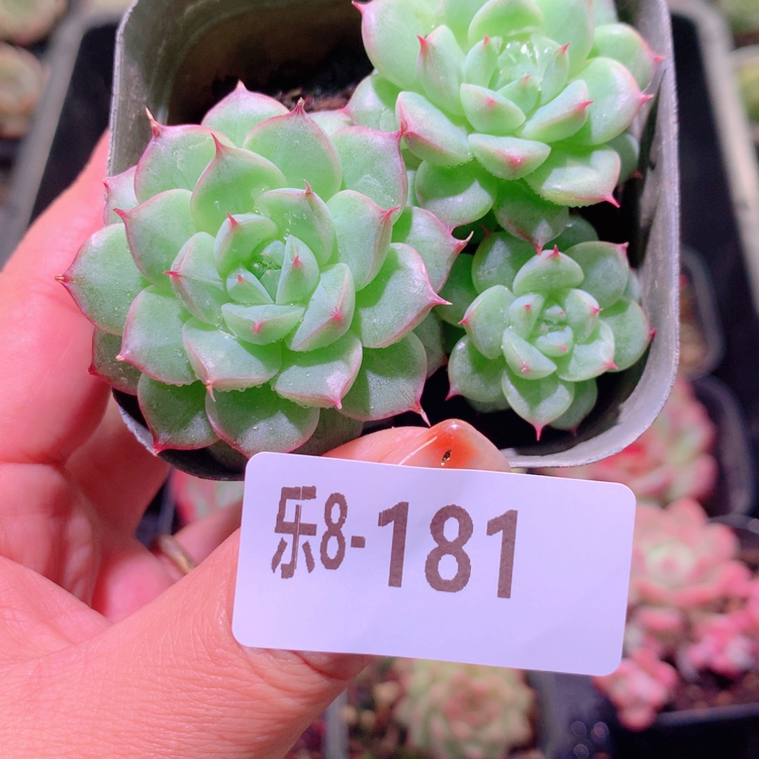 乐然8-181 海王群 