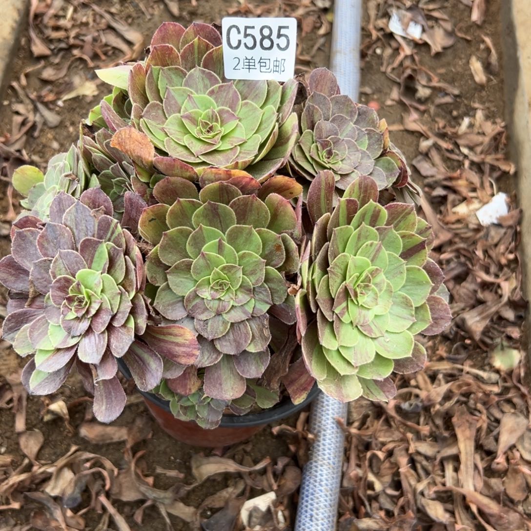 585多肉   花月夜 不包断头