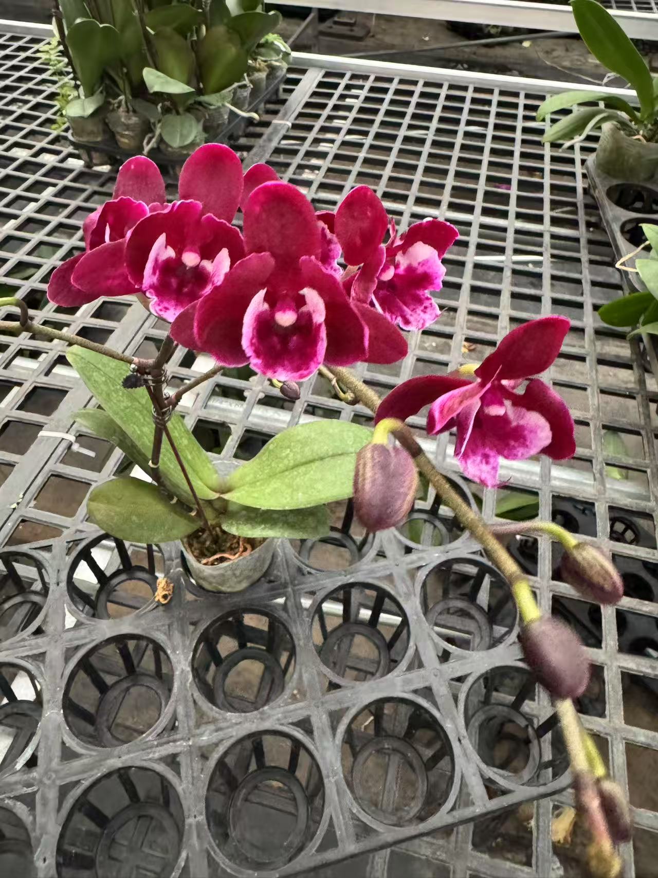 蝴蝶兰【妖精】昆明直发