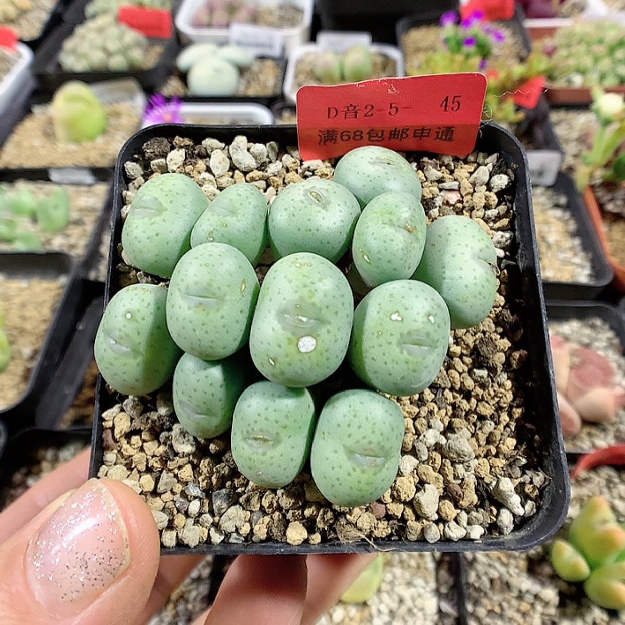 【闪购商品】2-5-45 瑕疵饼 20