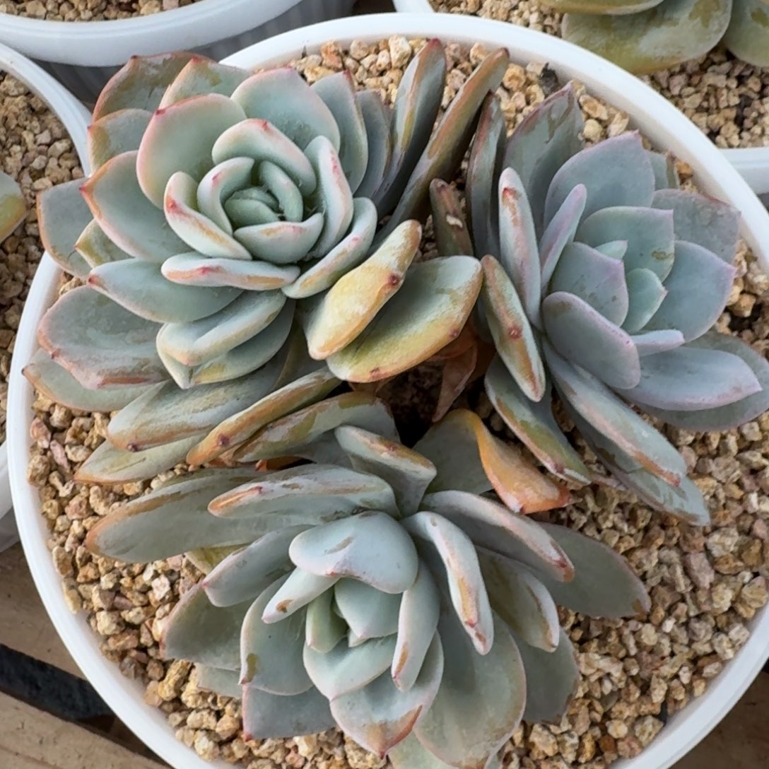 3头无砍，奶茶，包正版，粗腿