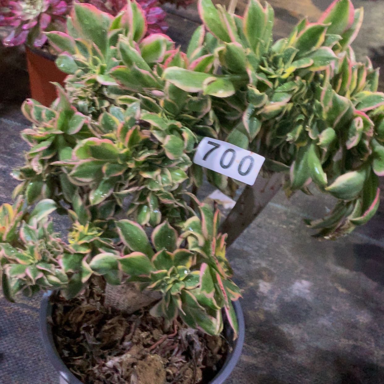 【闪购商品】700灿烂多肉