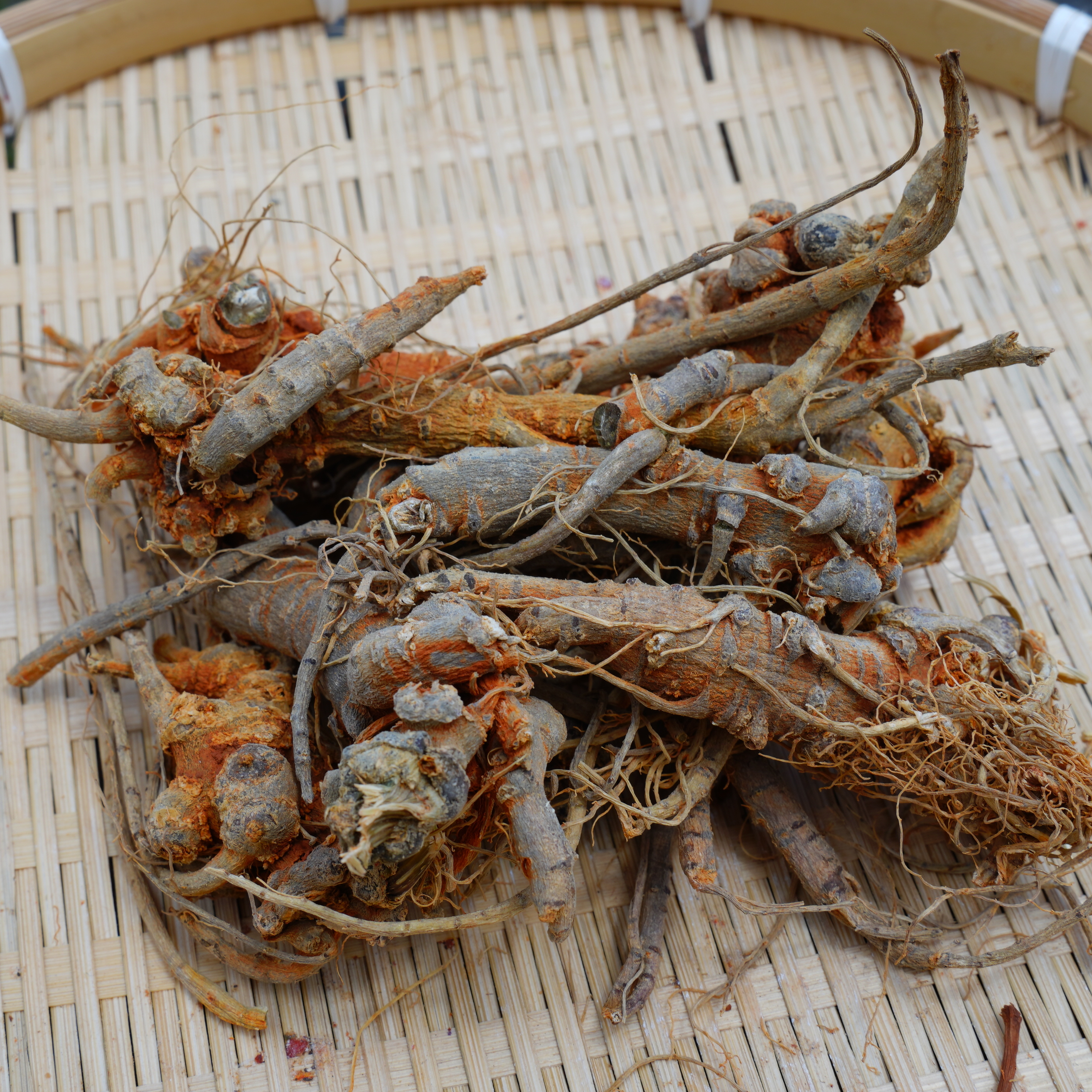 【陈博士高山现收】精选云南原生态山野 高山十年全须三七(非种植)